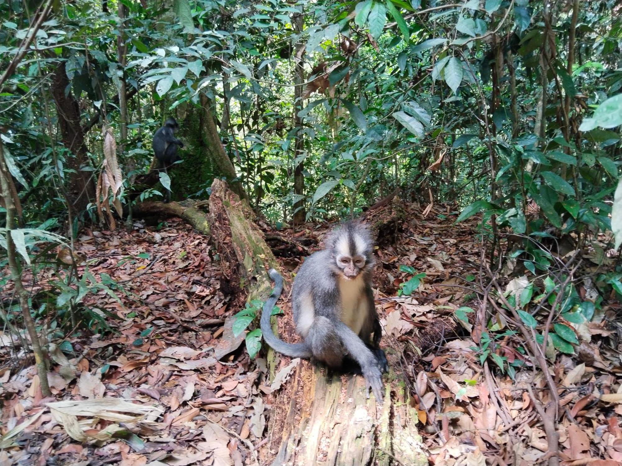 Jhony'S Backpacker-Guest House Only Stay Here Book Treking With Us Bukit Lawang Kültér fotó
