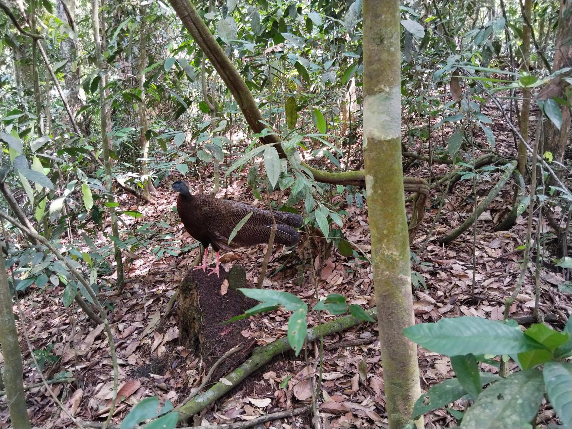 Jhony'S Backpacker-Guest House Only Stay Here Book Treking With Us Bukit Lawang Kültér fotó